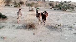 Donkeys are running in the forest | Donkeys running videos | Donkey Race