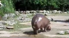 Hipopotam puszcza bąka