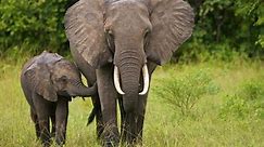 Elephants: Earth's Largest Living Land-Animals
