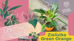 Zielistka Green Orange - dlaczego czasem brązowieje i jak właściwie dbać o zielistkę