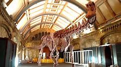 The Largest Dinosaur Ever Known to Have Lived Now Complete and On Display in London