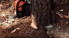Felling Trees with a Chainsaw