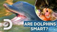 How Smart Are Dolphins & Why Are Cats Scared Of Water? | How Do Animals Do That?