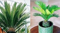 Cycas palm plant care | Sago palm plant | King sago palm care