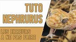 NEPHRURUS / Tuto Nephrurus mais pas que ..! Semaine Conseils 7/7 - EUBLEPHARIS!
