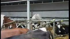 ROLSTAL - obory do hodowli bydła