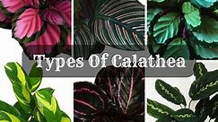 Best Types Of Calathea | Calathea Varieties
