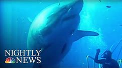 Say Hello to Deep Blue: ‘The Biggest Shark Ever Filmed’ | NBC Nightly News