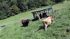 New Cow On The Farm! 🐄