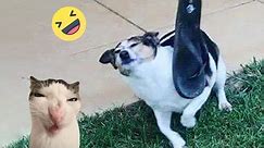 Funniest Cats And Dogs Videos 😁 - Best Funny Animal Videos 2024 🥰#10