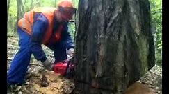 profesionalne ścinanie drzewa"modrzew"