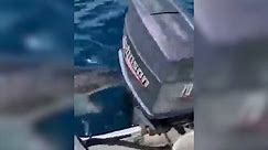 Great white shark attacks boat motor in Portland