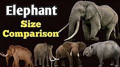 Elephant Size Comparison |Largest Elephant |