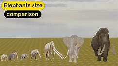 Elephants size comparison | 3d animation | Real Scale Comparison