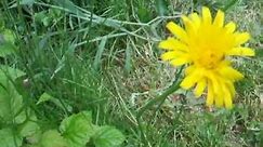 Wild edibles: How to eat and identify cat's ear / flatweed / false dandelion