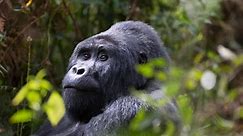 The World's Oldest Male Gorilla Dies at Atlanta Zoo | Al Bawaba