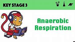 Anaerobic Respiration