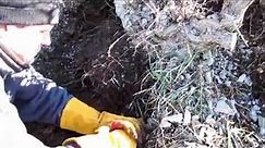 Collecting a Huge Yamadori Hawthorn for Bonsai off the Mountain