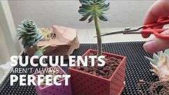 Repotting succulents doesn't have to be perfect