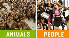 What's The Difference Between Animals And Human Society?