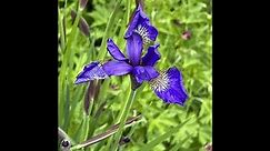 Discover the Secret Beauty of Iris sibirica