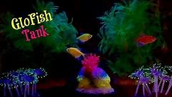 GloFish Tank Setup - DIY Beginner's Guide