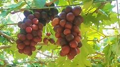 CAPITAL GRAPES FARM NG PILIPINAS , BAUANG LA UNION At Gapuz Grapes Farm 🍇🍇♥️ #grapes #vineyard #plants #gardening #fruits #videos #launion | Marjon Tolentino