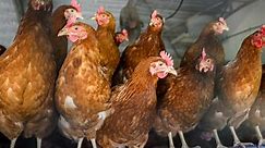 Bird flu forces chickens into lockdown