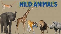 Learn Zoo Animals Names And Sounds | Zoo Wild Animals Names | Animals In The Wild Learn Zoo Animals