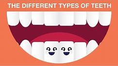 What are The Different Types of Teeth?