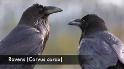 Raven (Corvus corax) Call