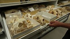 CSI for animals: A forensics lab devoted to wildlife