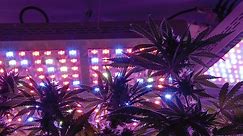 Can You Grow Autoflowers with LEDs? | Fast Buds