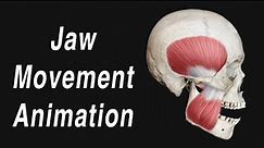 Anatomy of Jaw Motion - TMJ, Articular Disc, and Muscles