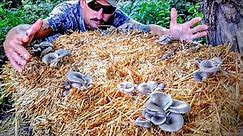 How To Grow Mushrooms The EASY Way (No Sterilization!)