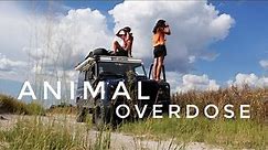 Too Many Animals to Handle in Chobe National Park // EP.51