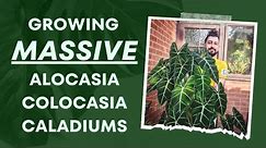 Colocasias, Caladiums & Alocasias: Ultimate Indoor Growth Guide! 👩‍🏫 | My Top Secrets! 🗝️🌿