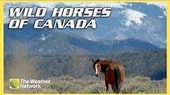 Wild Horses of Canada: How They Survive Harsh Winters