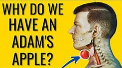 What is the Purpose of the Adams Apple ? - Does everyone have one?