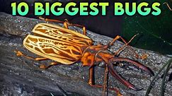 Top 10 Biggest Bugs In The World