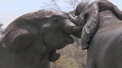 Elephants Fight Over Water | Nature's Great Events | BBC Earth