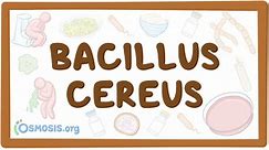 Bacillus cereus (intoxicación alimentaria): Vídeo | Osmosis