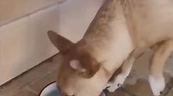The End Funny Pet 🤣🤣 #funny #funnyvideos #haha #animals #cat #dog #pet #fyp #foryou #foryoupage #viral #usa