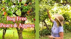 Bug Free Apples & Pears - Thinning & Spraying Routine