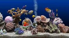 ★ Marine Aquarium ★ UHD Screensaver ★ Blue Ocean ★ 60fps ★