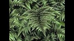 Hardy Ferns Plant Profile