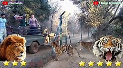 Lion VS Tiger Real Fight 2021 - Tiger VS Lion - Tough Creatures - video Dailymotion