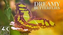 Dreamy Butterflies 4K - Relaxing TV Screensaver with Music & Nature Sounds (8 Hours)