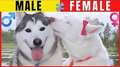 DIFFERENCES BETWEEN MALE VS FEMALE DOGS / 10 Incredible Differences That Will Surprise You