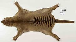 Remains of the last Tasmanian tiger found in a museum closet